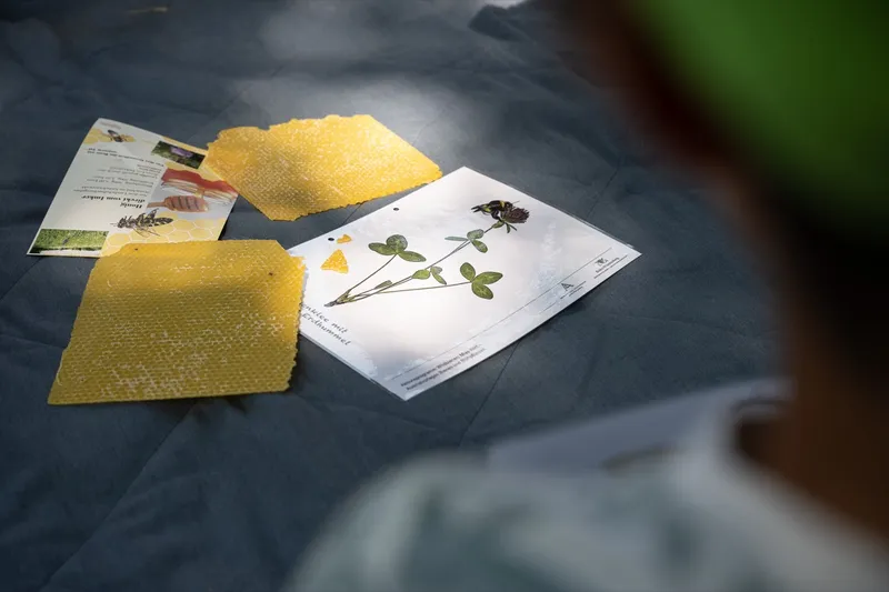 Eindruck: Rückblick: Insekten, Blüten & Bienen – unser Jahresprojekt ist gestartet