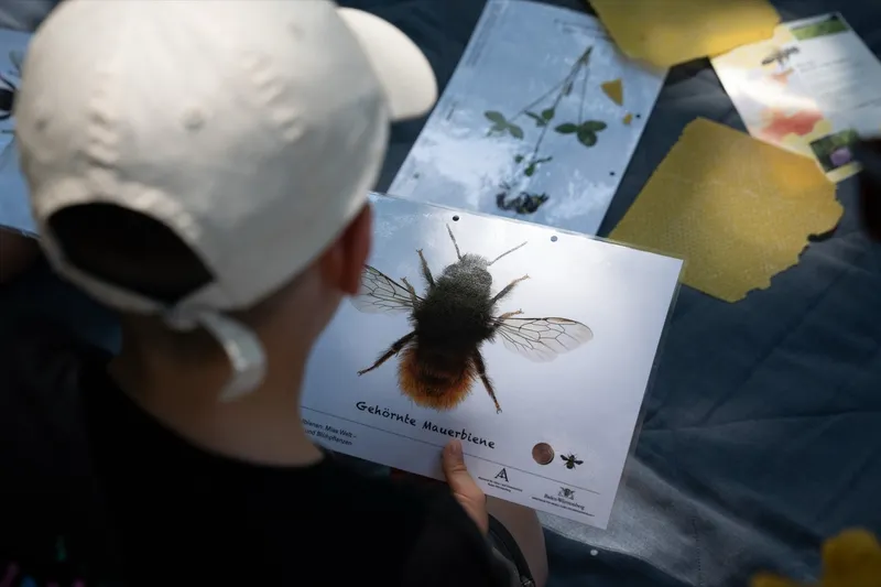 Eindruck: Rückblick: Insekten, Blüten & Bienen – unser Jahresprojekt ist gestartet