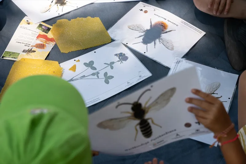 Eindruck: Rückblick: Insekten, Blüten & Bienen – unser Jahresprojekt ist gestartet