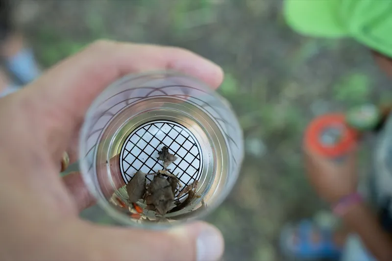 Eindruck: Rückblick: Insekten, Blüten & Bienen – unser Jahresprojekt ist gestartet